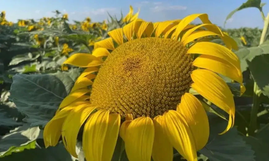 nuseed1