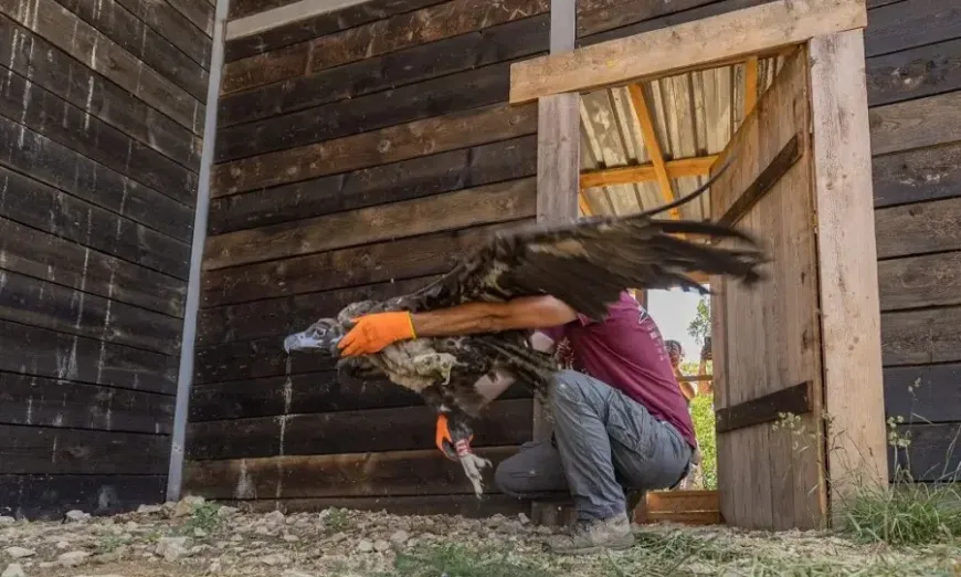 бдзп-лешояди