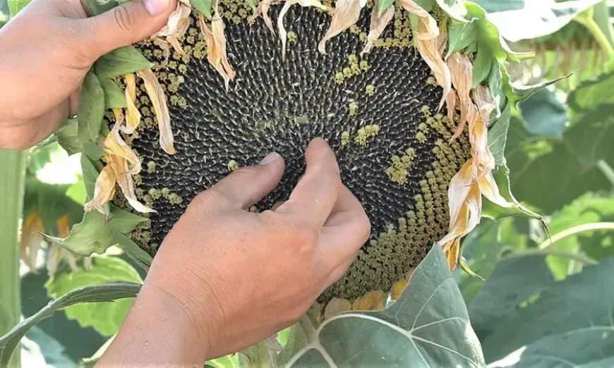 corteva-sunflower