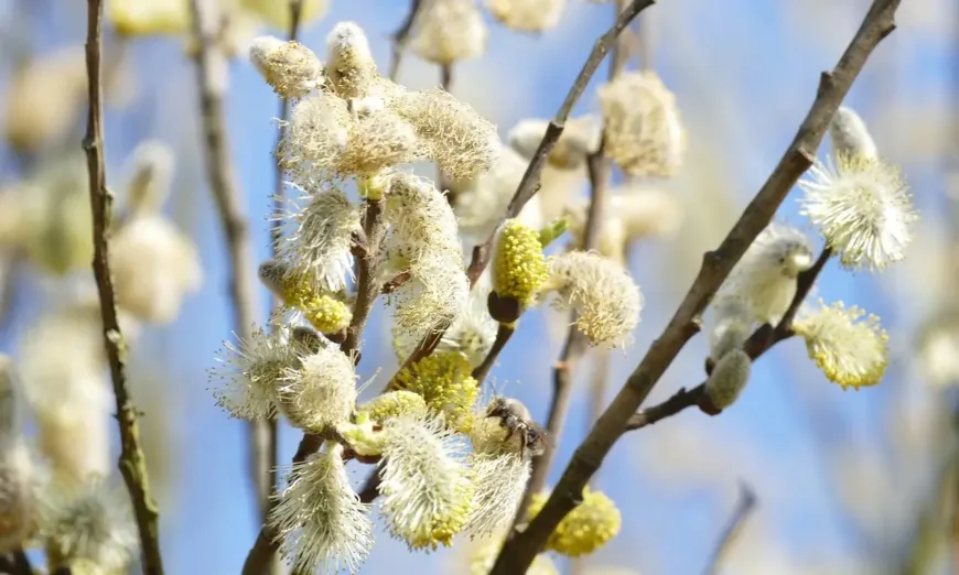 Salix alba
