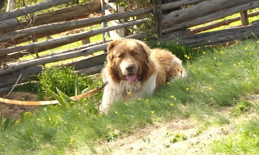 aleko-grashevo