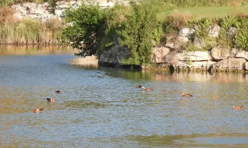 Червен ангъч