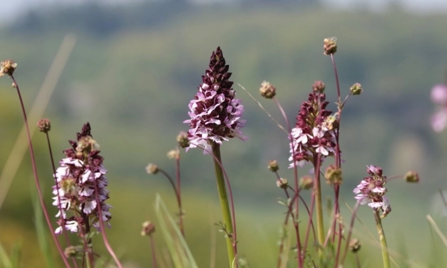 Orchis purpurea