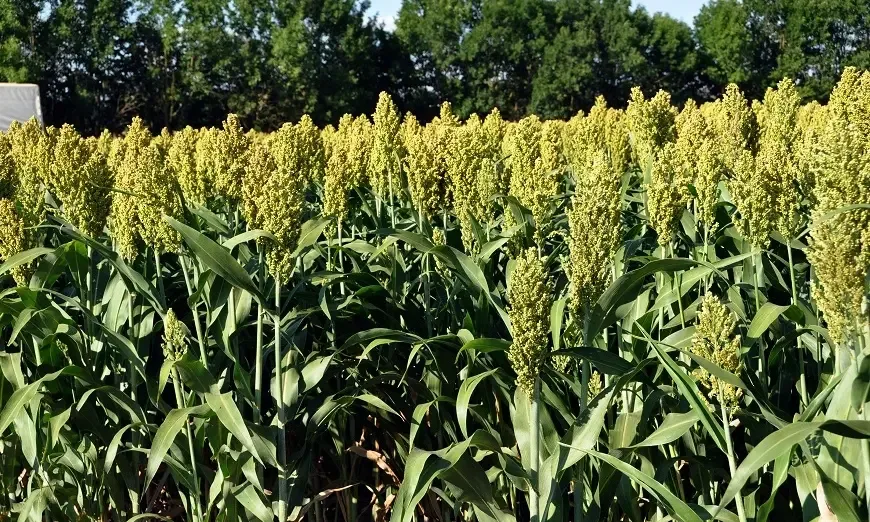 квс-паскалево1