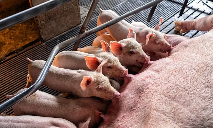 pig-poultry-expo