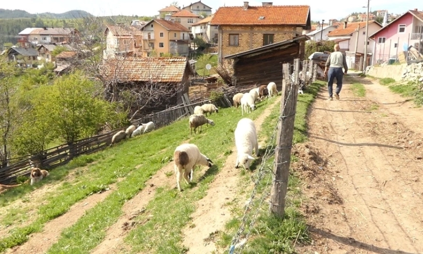 aleko-grashevo-kuchetA