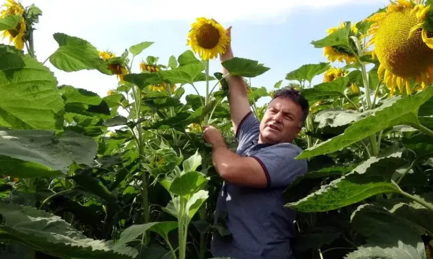 corteva-sunflower