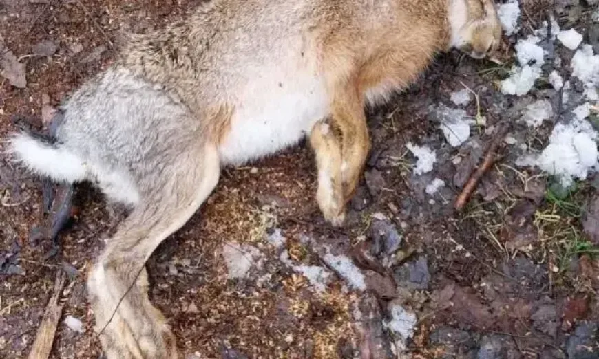 naru[enia-lovni drujinki