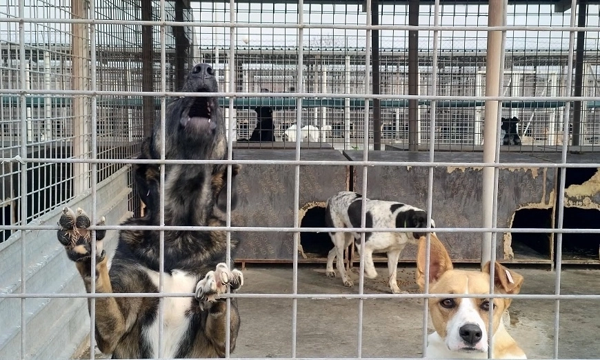 stray-dogs