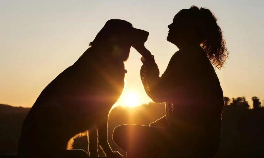 dog-care