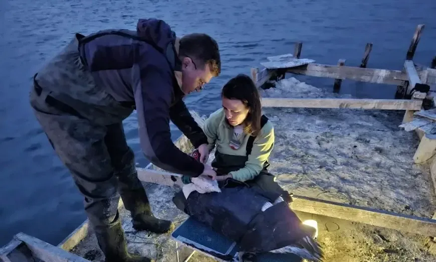 бдзп-пеликани