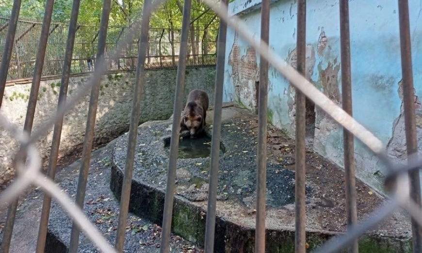 Остарял и неподходящ начин на отглеждане на кафява мечка в зоопарка в Ловеч.