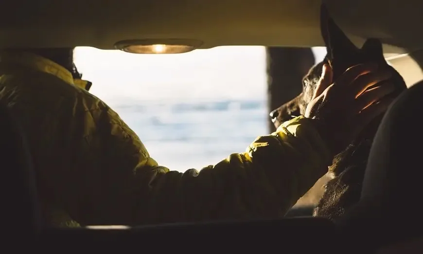 four paws-dogs-friends