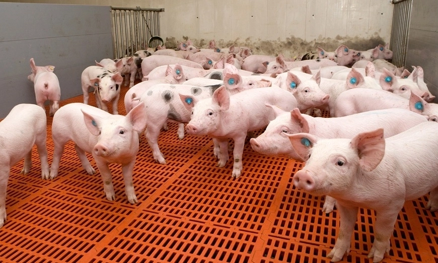 Smart Poultry & Pig World 2026: Технологиите като отговор на предизвикателствата пред свиневъдството
