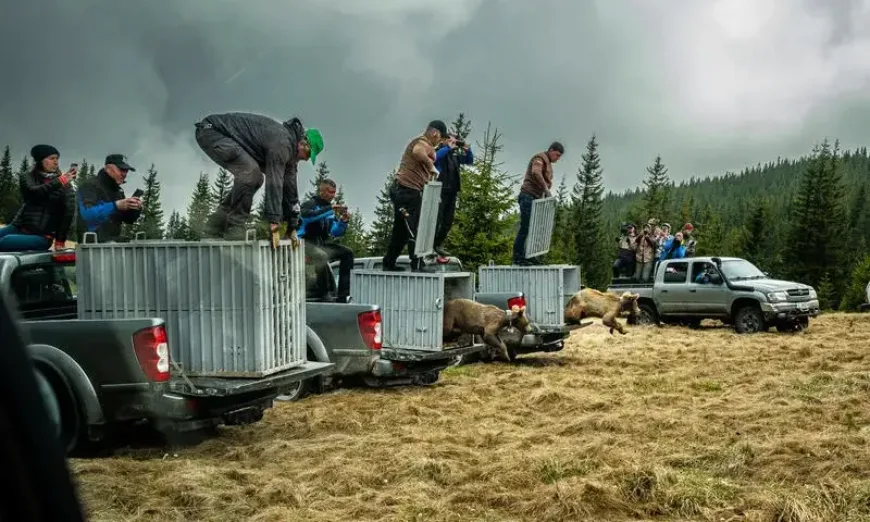 mecheta-osvobojdavane1