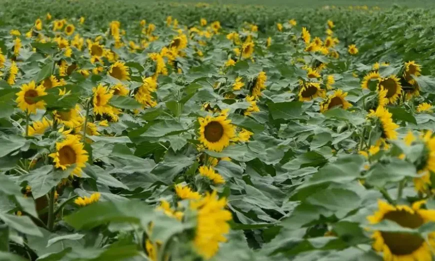 nuseed3