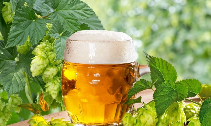 hop-pivo