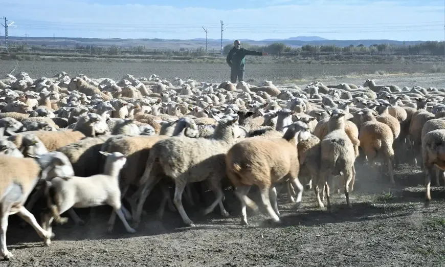 sheep-farm