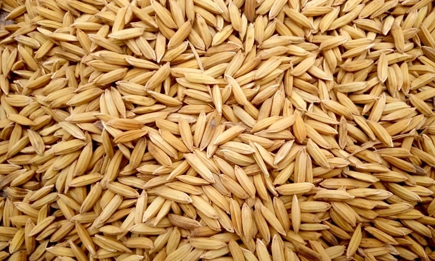rice