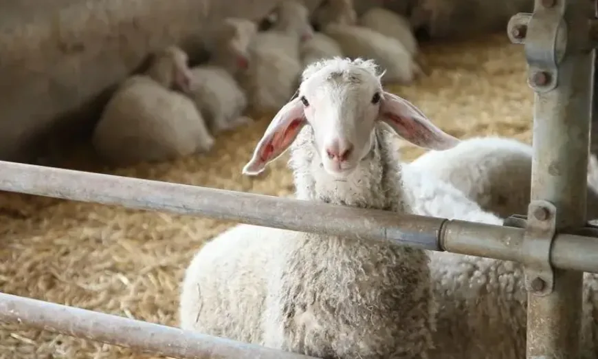 be-organic-farm