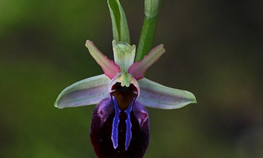 Ophrys mammosa