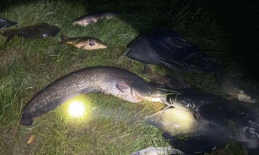 иара-проверки