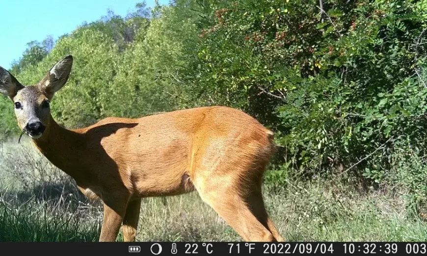 биоразнообразие-магистрала