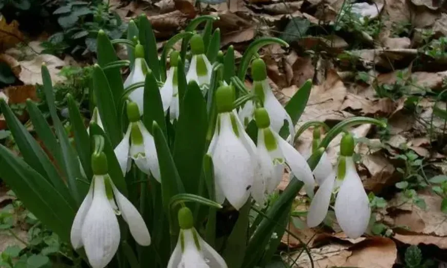 елвезиево кокиче