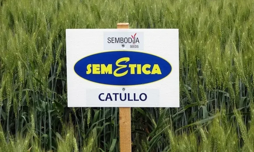 katulo