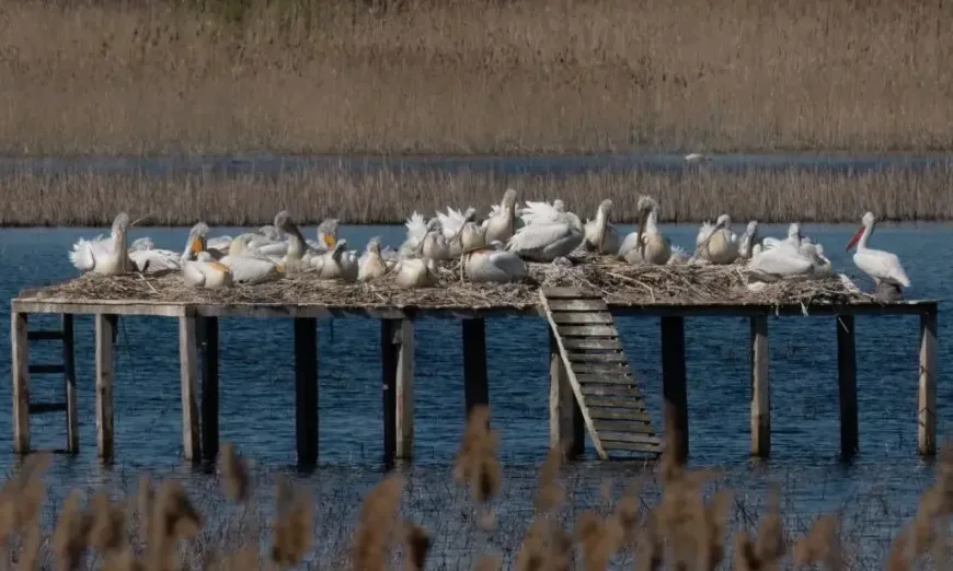 Колонията в ЗМ „Калимок – Бръшлен“