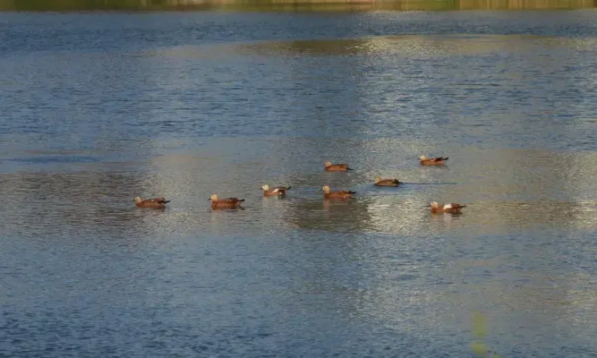 Червен ангъч1