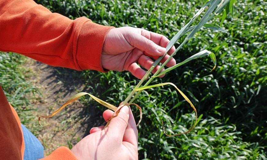 bayer-fuzarium