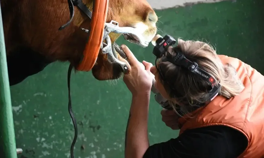 konete-na-bulagriq-zabi