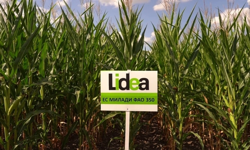 lidea-den-napoleto-2026