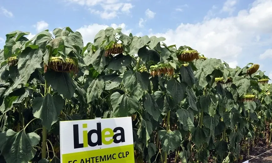 lidea-sunflower