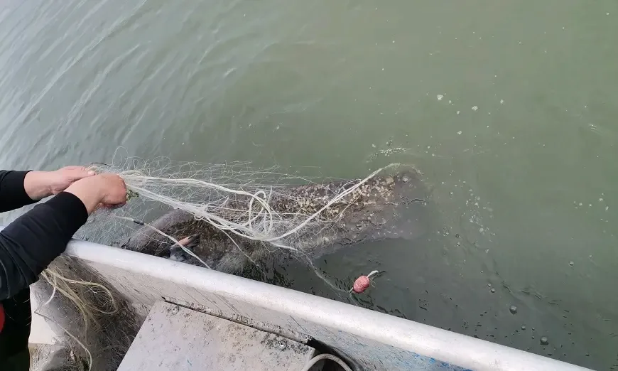 иара-проверки