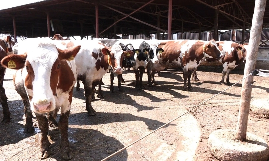 ferma-stado