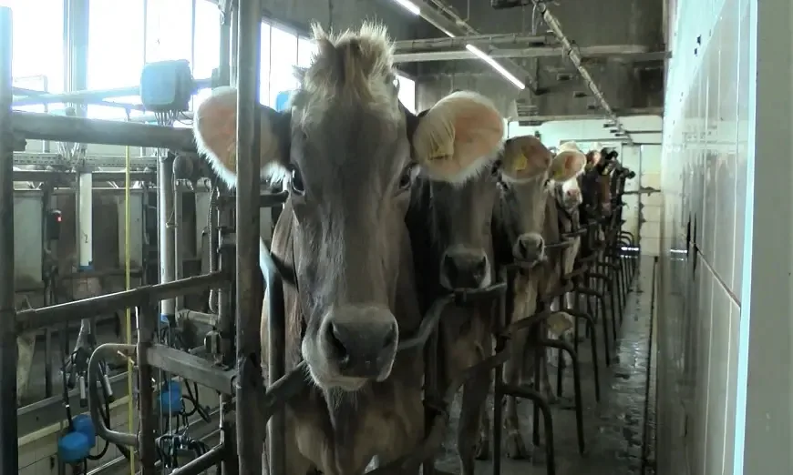 bulgarsko-sivo-govedo