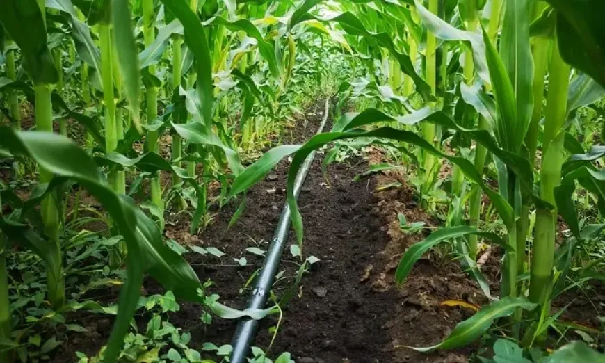 добиви-царевица