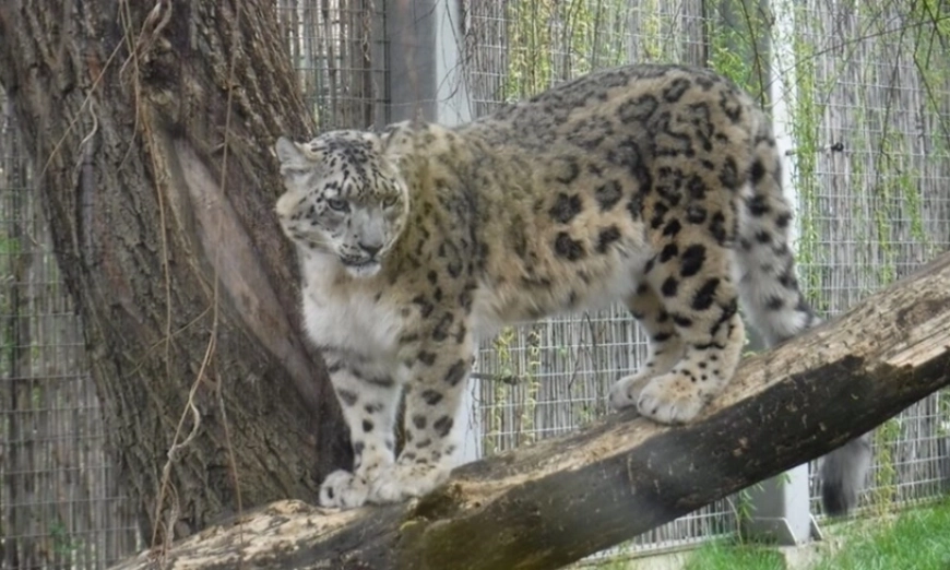 Снежен леопард в софийския зоопарк