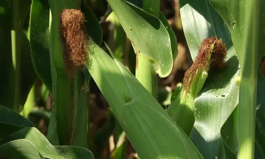 fertinagro-torene