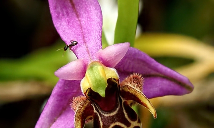 Ophrys scolopax