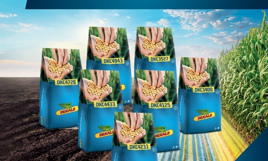 bayer-dekalb