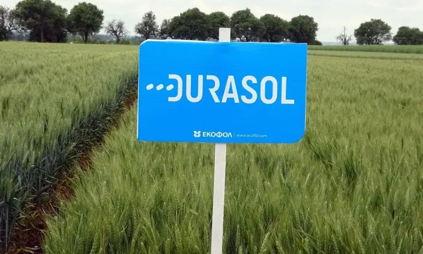 durasol