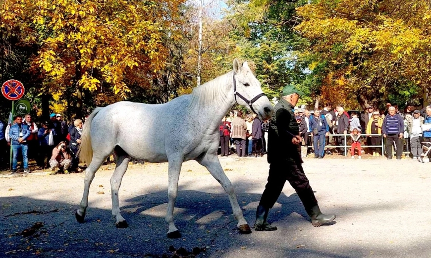 kabiuk-konezavod