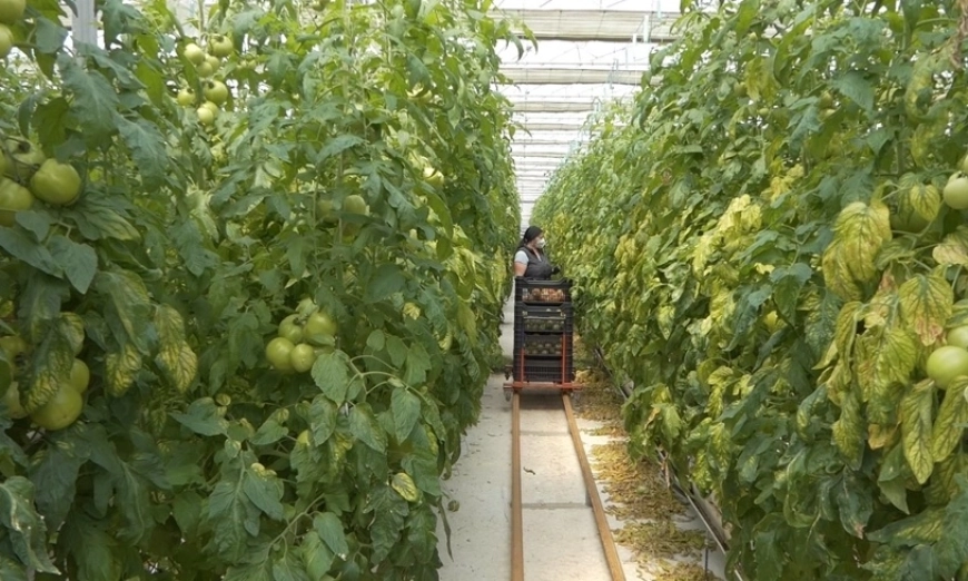 kiril-marzev-greenhouse