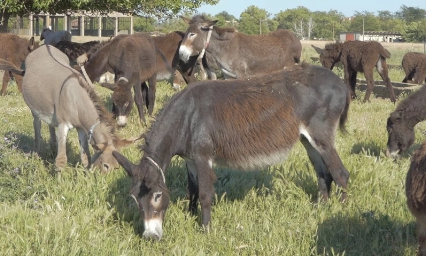magareta-jivotni-titi