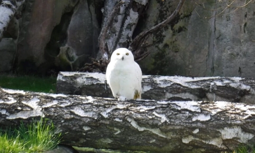 Полярна сова в зоопарка в Дрезден