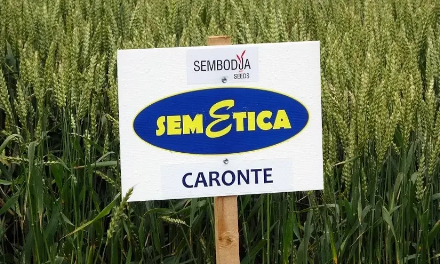 caronte
