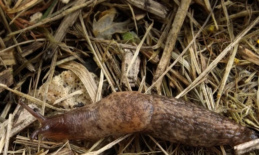 mulch